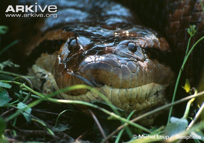 Trăn xanh khổng lồ Anaconda chủ yếu sống ở khu vực Nam Mỹ, nó có thể dài 6 đến 9 m, nặng tối đa 227 kg, đường kính thân trung bình khoảng 30 cm.